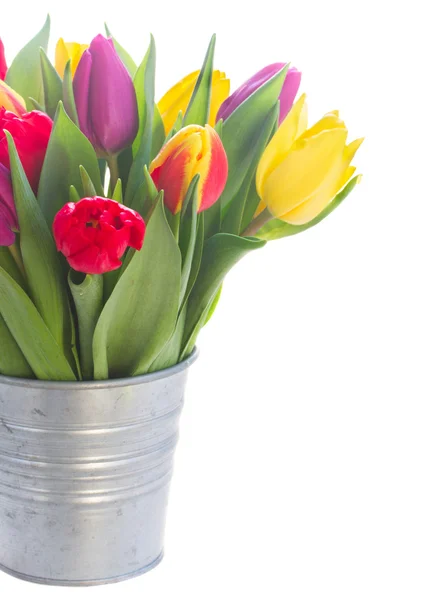 Bouquet de tulipes jaunes, violettes et rouges — Photo