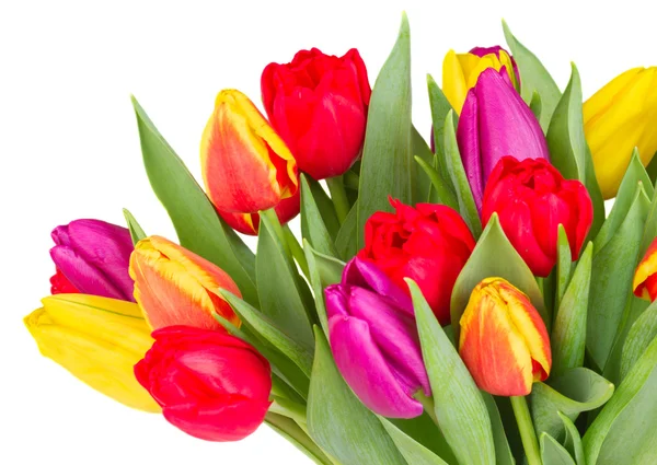 Bouquet of  yellow, purple and red  tulips — Stock Photo, Image