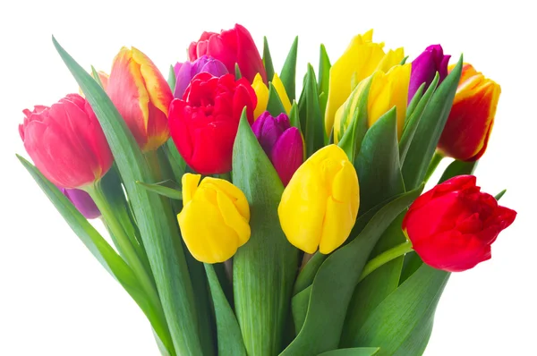 Bouquet di tulipani gialli, viola e rossi — Foto Stock