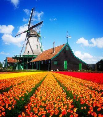 Hollanda yel değirmeni lale tarlasının üzerinde