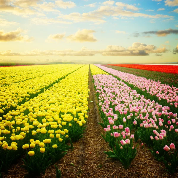 Dutch red  tulip fields — Stock Photo, Image