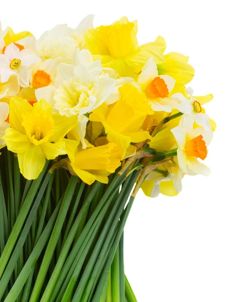 Narcisos frescos de primavera —  Fotos de Stock