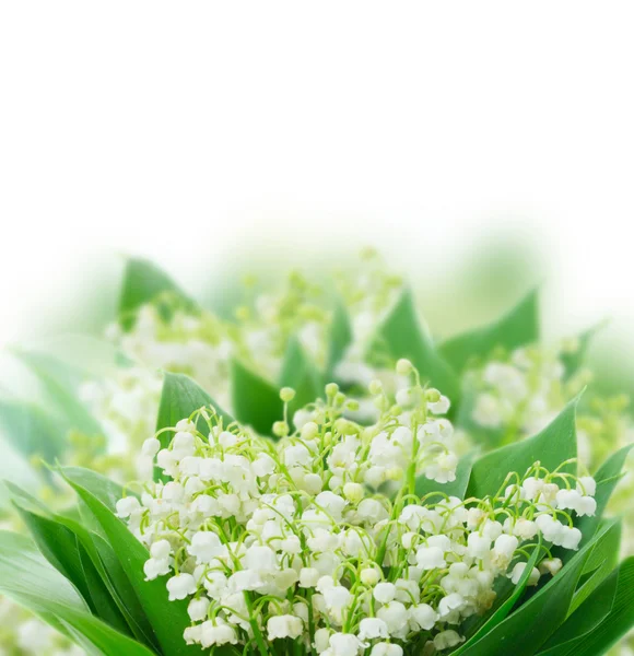 Lilly of valley — Stock Photo, Image