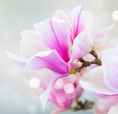 Çiçek açması pembe Manolya çiçek