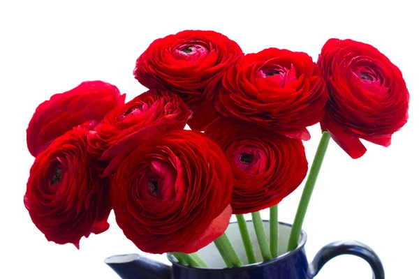 Jaskier czerwone kwiaty — Zdjęcie stockowe