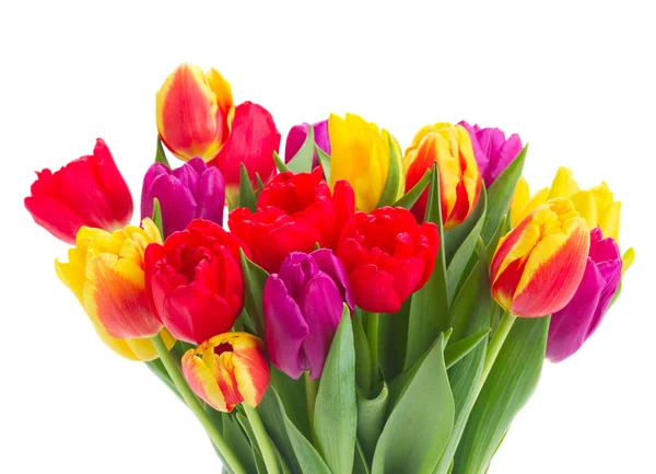 Bouquet of  yellow, purple and red  tulips — Stock Photo, Image