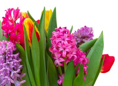 sümbüller ve laleler