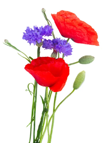 Poppy fresh  flowers — Stock Photo, Image