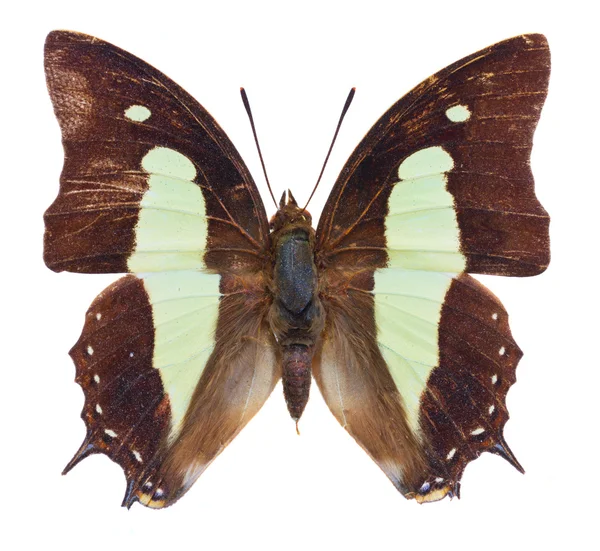 Poliura athamas mariposa —  Fotos de Stock