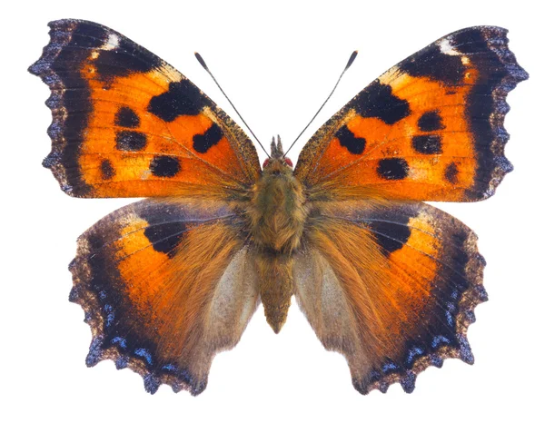 Pequeña mariposa de tortuga infernal — Foto de Stock