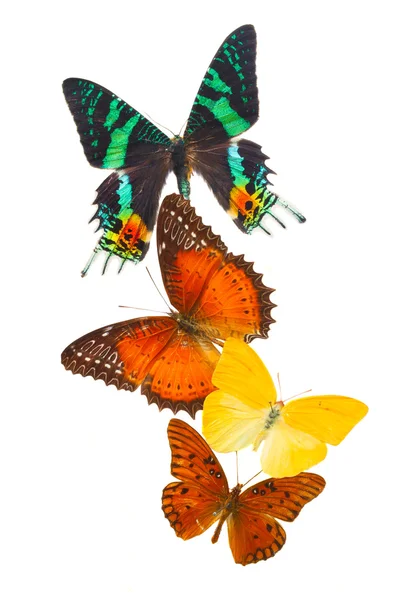 Marco de mariposa multicolor —  Fotos de Stock