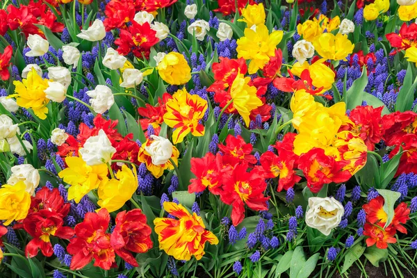 Tulipány a květinové záhony — Stock fotografie