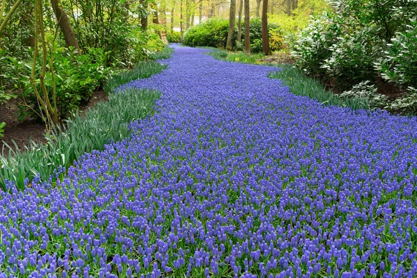 Blåklocka blommor flod — Stockfoto