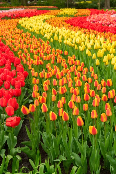 Linhas de flores de tulipa — Fotografia de Stock