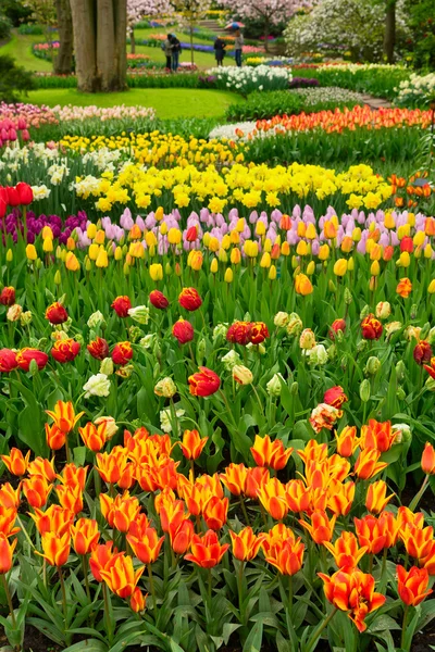 Bahar çiçekleri çiçek açtı.