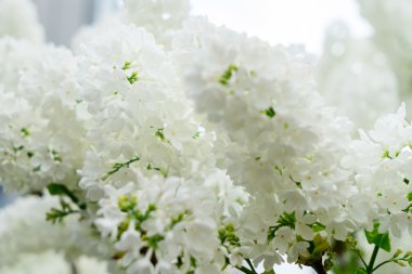 Lila çiçek açan ağaç