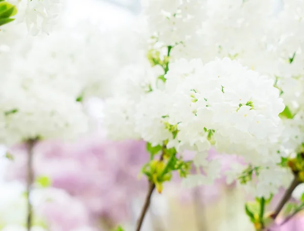 Lilac blooming tree — Stock Photo, Image