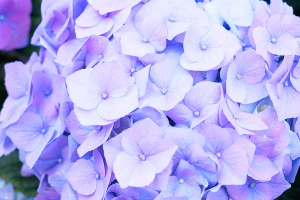 Fleurs d'hortensia bleues — Photo