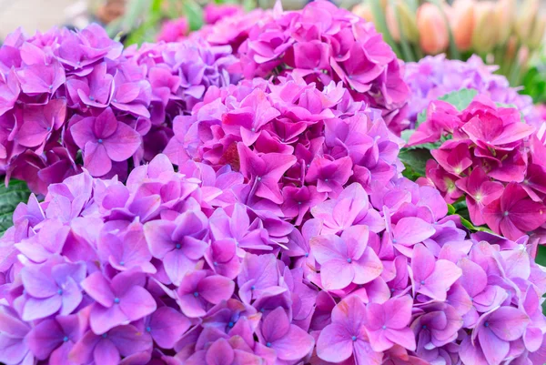 Flores de hortensia violeta — Foto de Stock