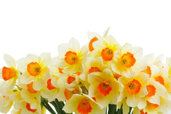 新鲜的春黄水仙 — 图库照片