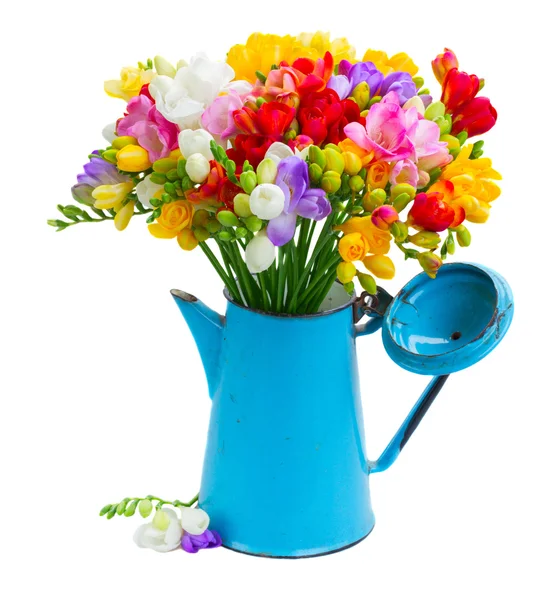Fresh freesia flowers — Stock Photo, Image