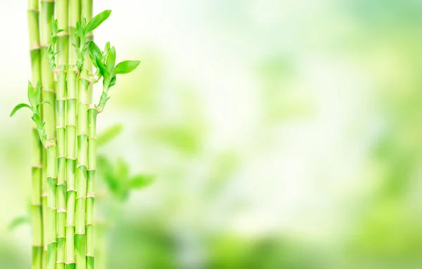 Grüne Bambusstämme — Stockfoto