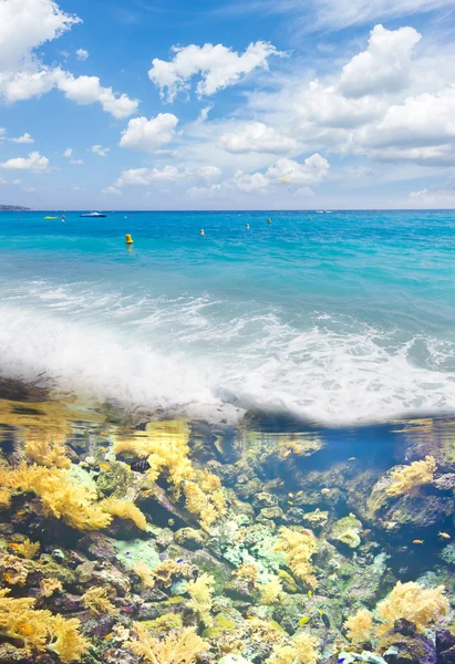 Mer tropicale avec poissons de récif — Photo