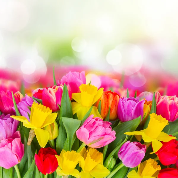 Bouquet of   tulips and daffodils — Stock Photo, Image