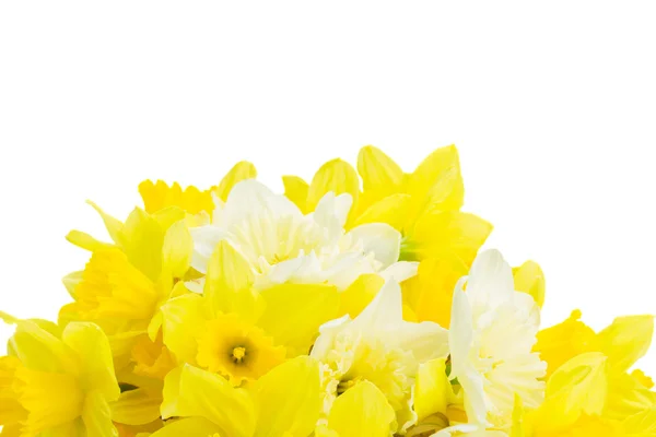 Friss tavaszi nárcisz — Stock Fotó