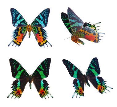 chrysiridia rhipheus kelebek