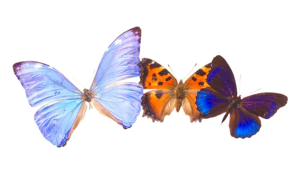 Moldura de borboleta multicolorida — Fotografia de Stock