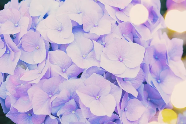 Blauwe hortensia bloemen — Stockfoto