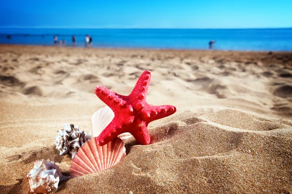 Морские звезды и ракушки на берегу моря — стоковое фото