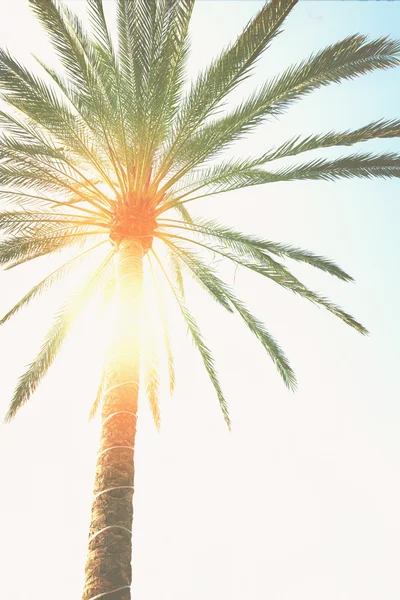 Palm tree  and sunshine — Stock Photo, Image