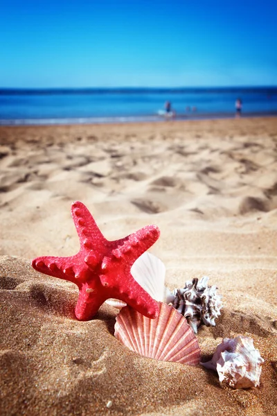 Starfish ans seashells on sea shore — Stock Photo, Image