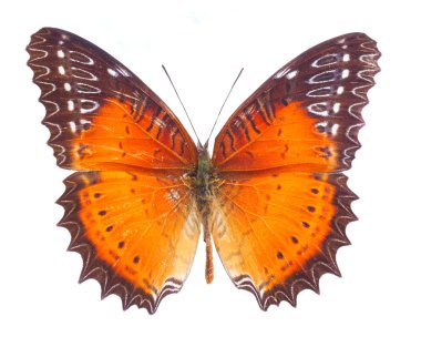 Kırmızı lacewing kelebek