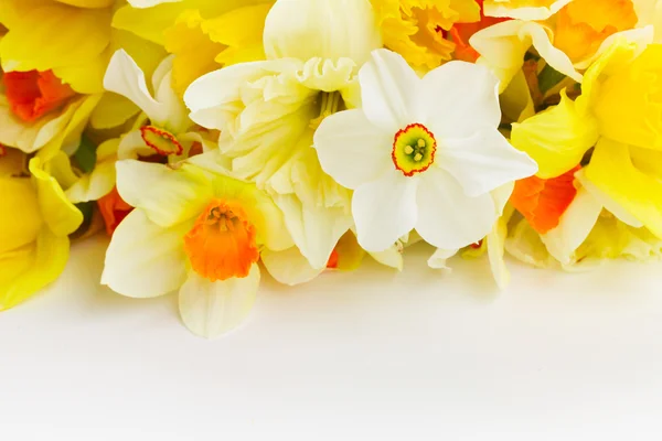 Narcisi primaverili freschi — Foto Stock