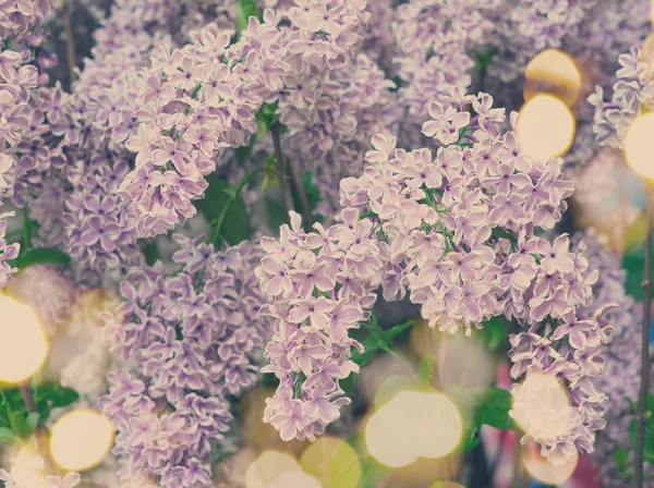 Kwitnące drzewo fioletowy — Zdjęcie stockowe