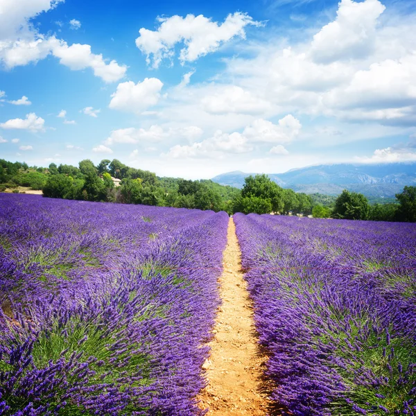 Lavender field at summer — Stock Photo, Image