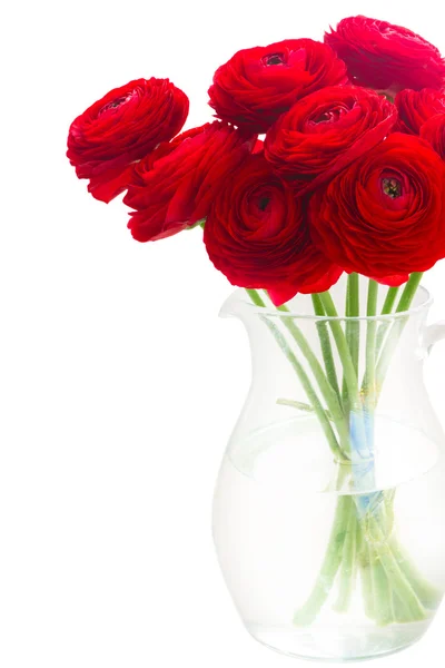 Flores de ranúnculo rojo — Foto de Stock