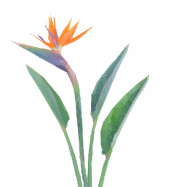 Низкий поли Птица парадиз цветок — стоковый вектор