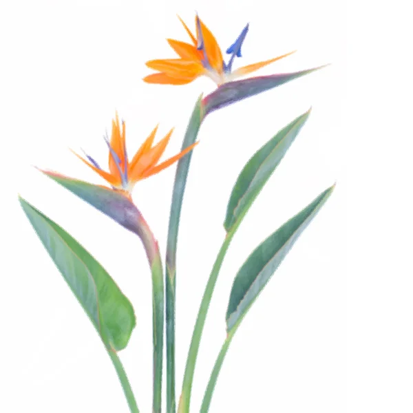 Lage poly vogel van paradize bloem — Stockvector