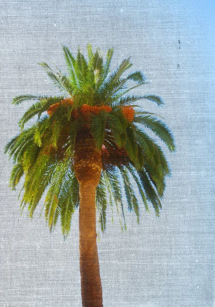 Enda palm tree — Stockfoto