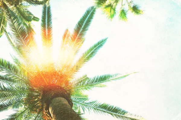 Palmera y sol — Foto de Stock