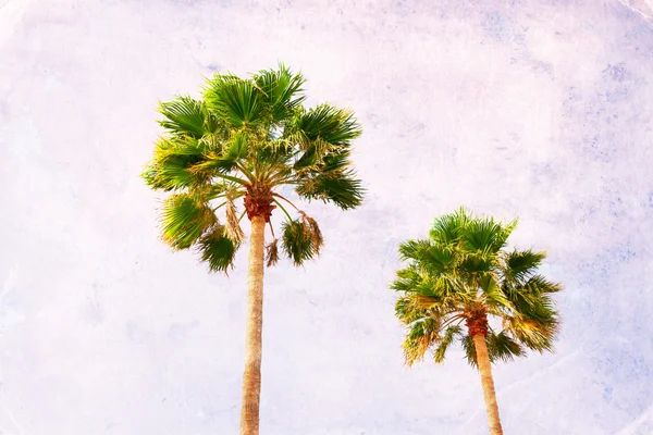 Two palm tree — Stock Photo, Image