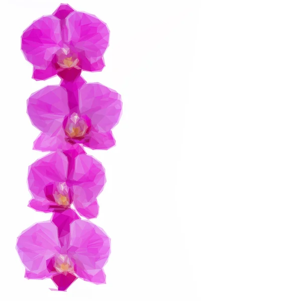 Цветы орхидеи — стоковый вектор