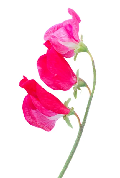 Sweet pea bloemen — Stockfoto