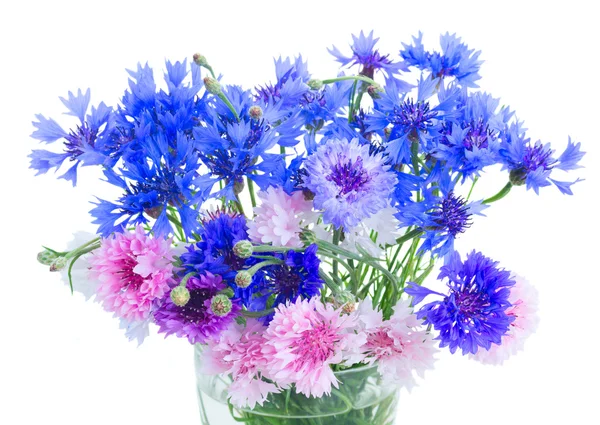 Blaue Kornblumen auf weißem Grund — Stockfoto