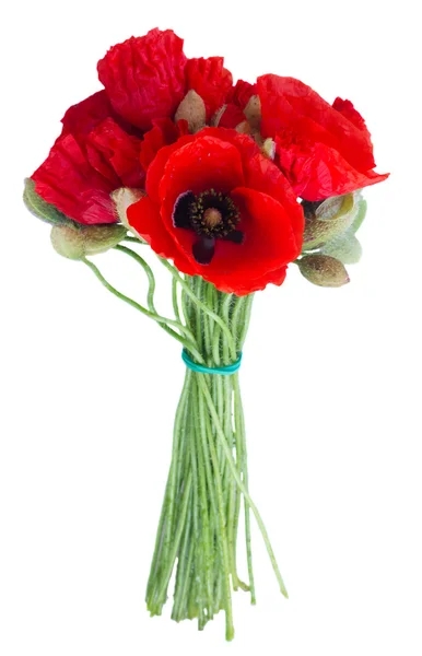 Poppy verse bloemen — Stockfoto