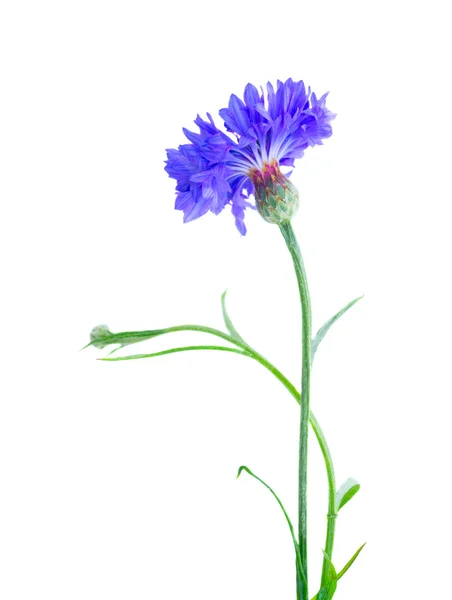 Flores de milho azuis em branco — Fotografia de Stock